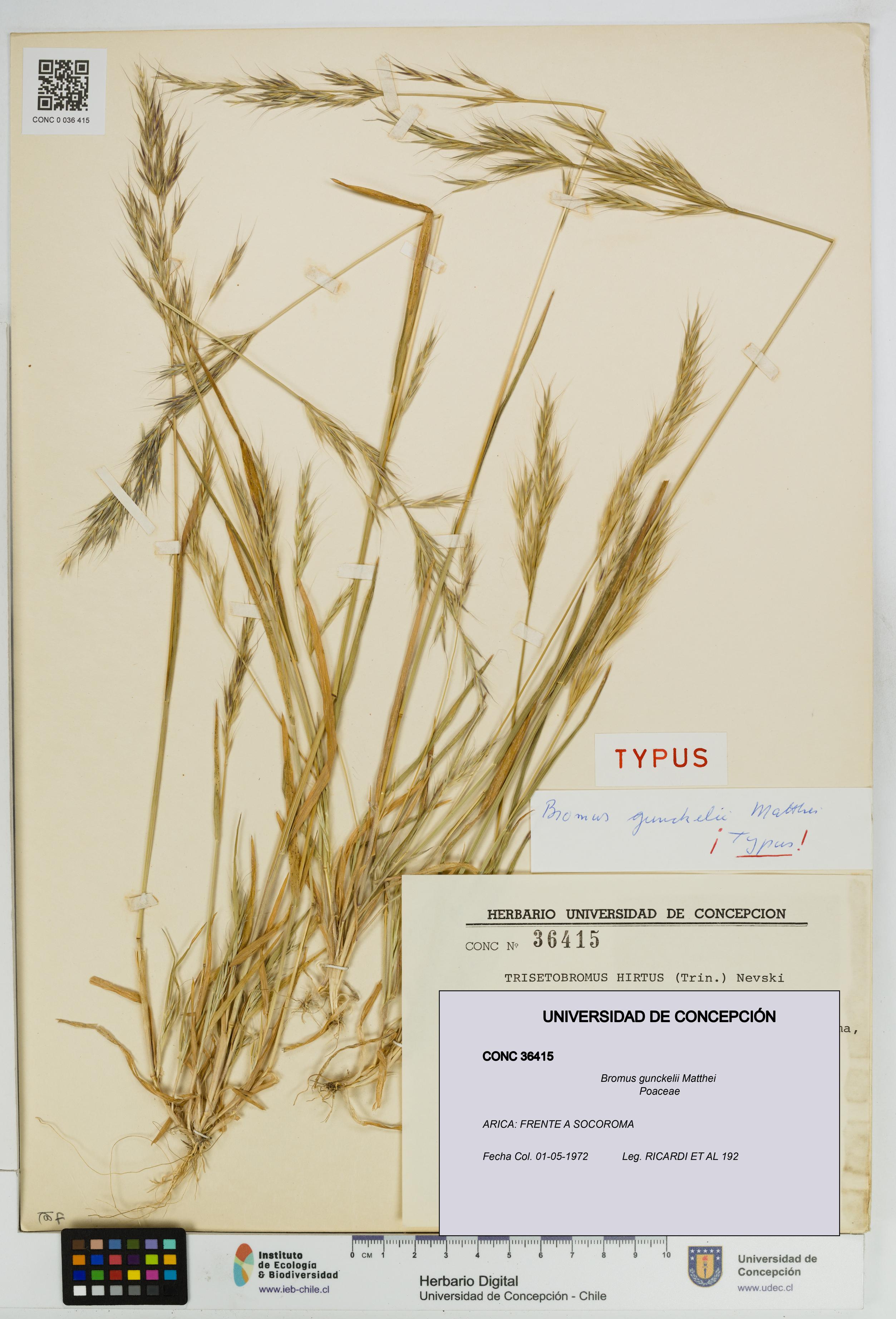 Bromus gunckelii [Espécimen: UDEC:CONC:0036415]