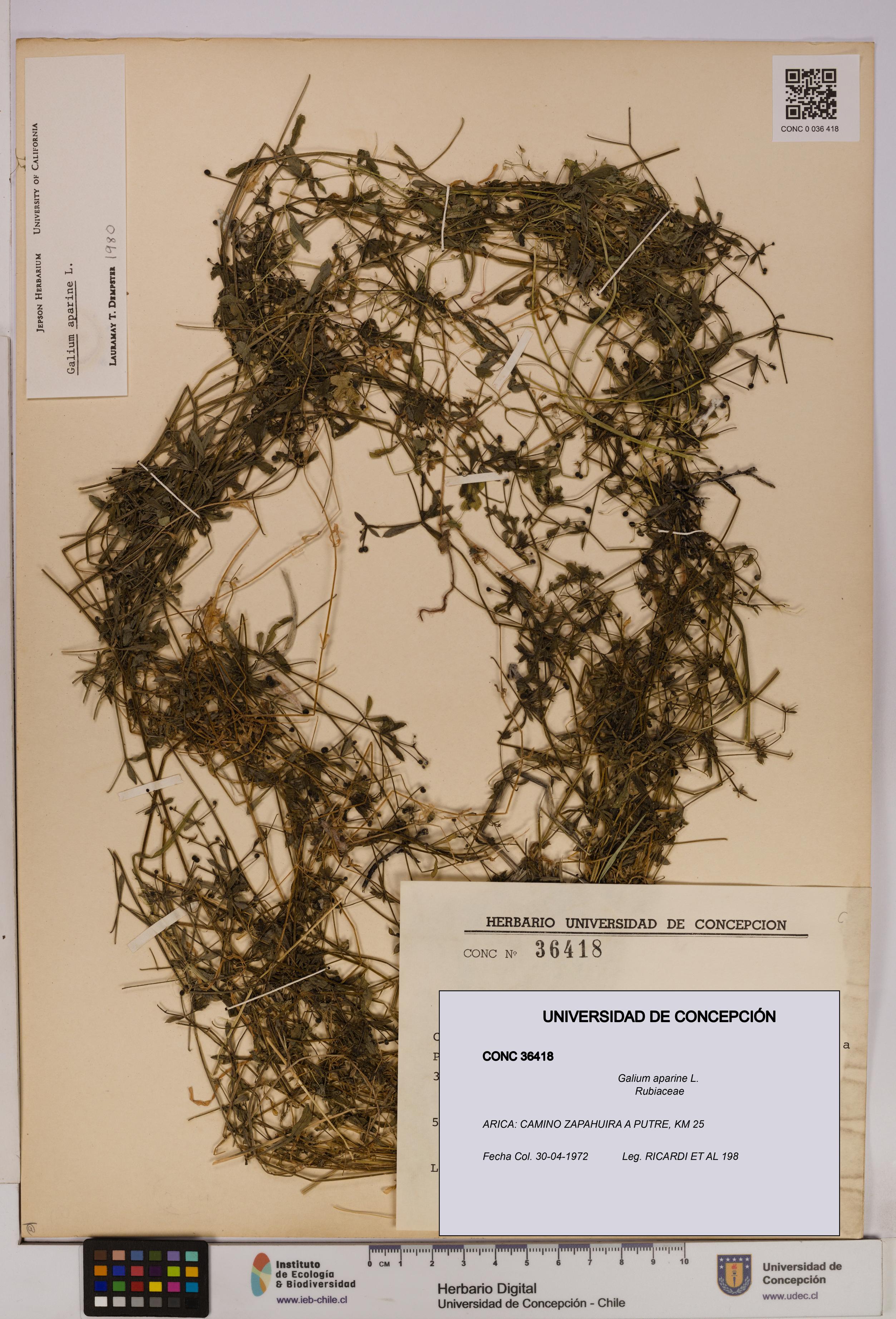 Galium aparine [Espécimen: UDEC:CONC:0036418]