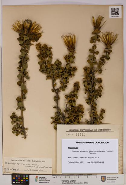 Chuquiraga spinosa subsp. rotundifolia [Espécimen: UDEC:CONC:0036420]