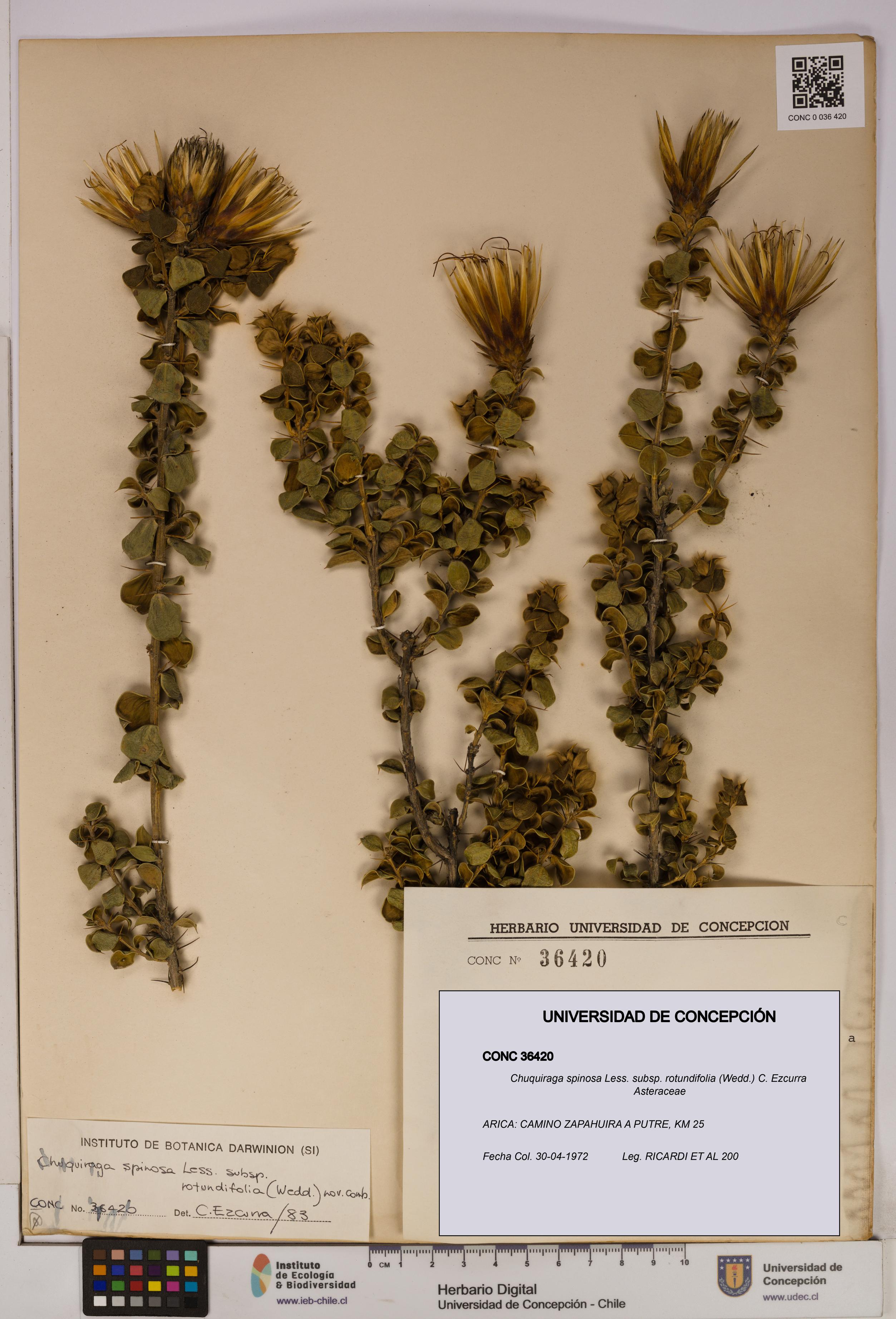 Chuquiraga spinosa subsp. rotundifolia [Espécimen: UDEC:CONC:0036420]