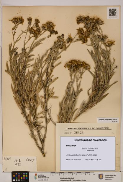 Senecio eriocladus [Espécimen: UDEC:CONC:0036424]