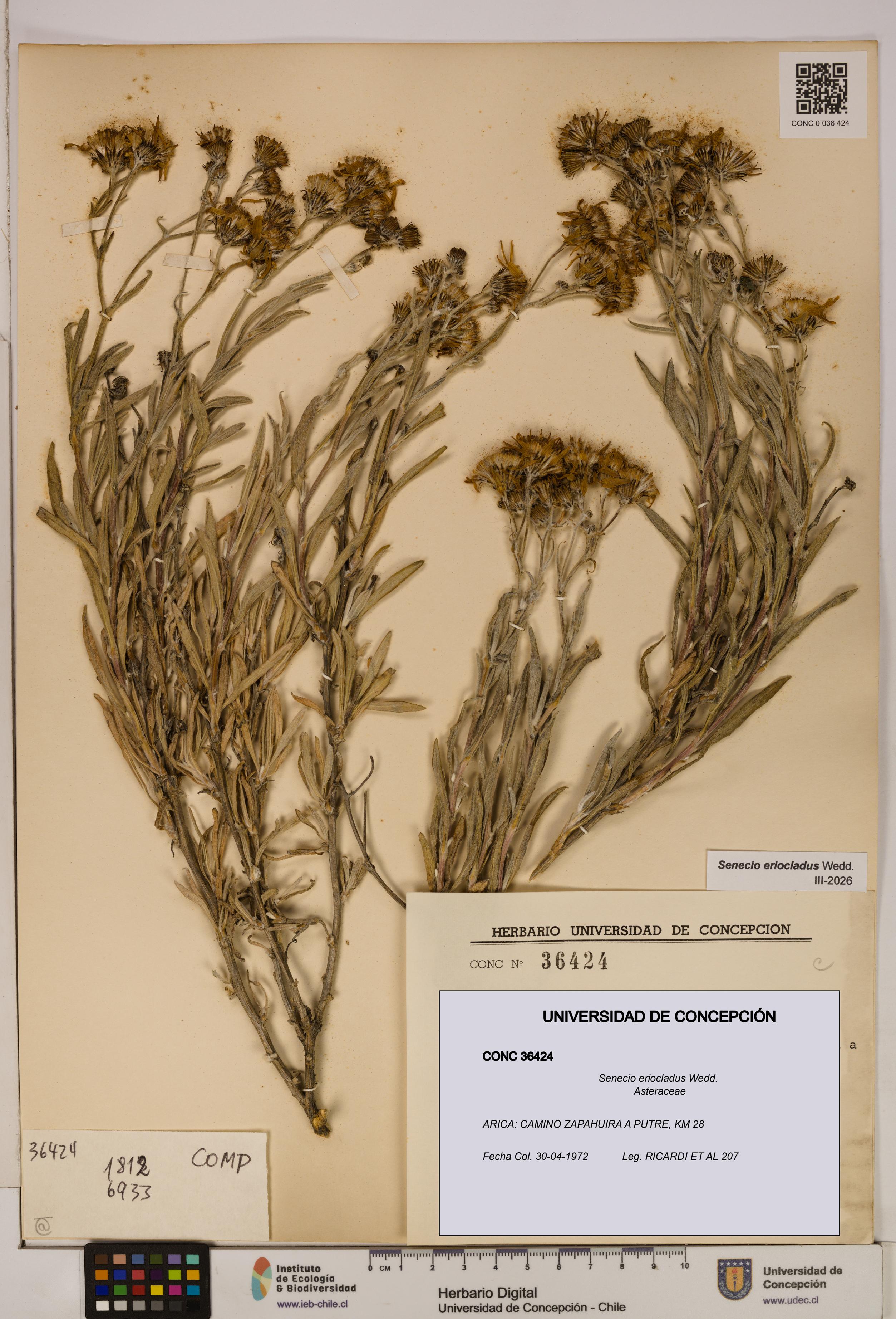 Senecio eriocladus [Espécimen: UDEC:CONC:0036424]