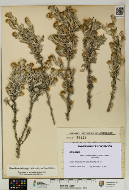 Chersodoma jodopappa [Espécimen: UDEC:CONC:0036425]