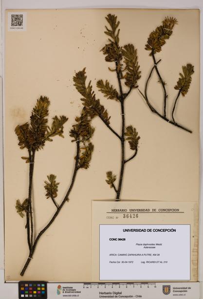 Plazia daphnoides [Espécimen: UDEC:CONC:0036426]
