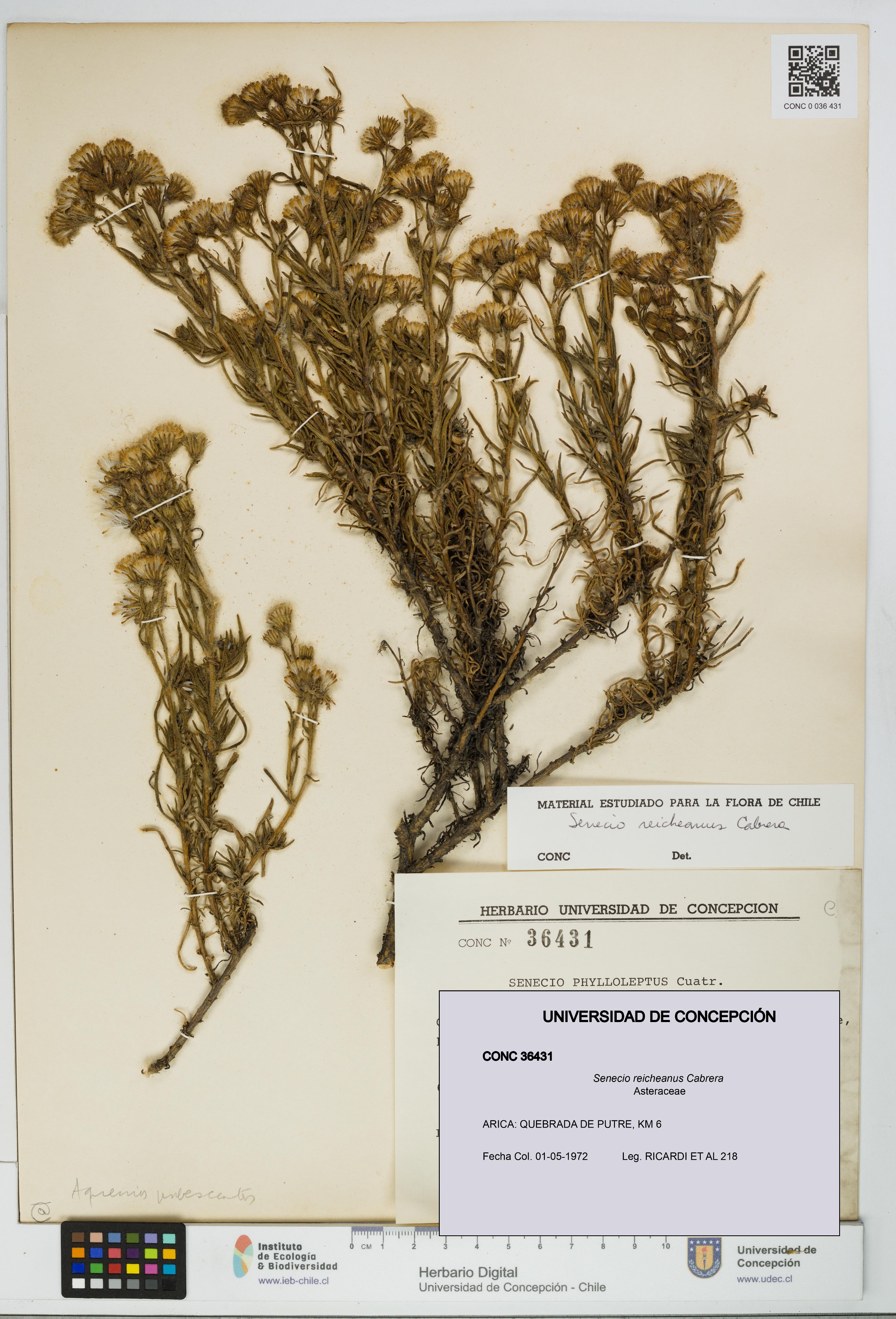 Senecio reicheanus [Espécimen: UDEC:CONC:0036431]