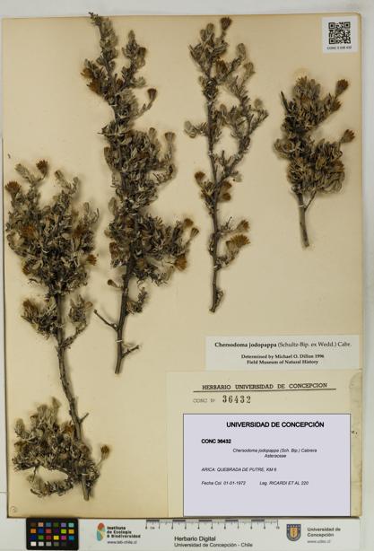 Chersodoma jodopappa [Espécimen: UDEC:CONC:0036432]