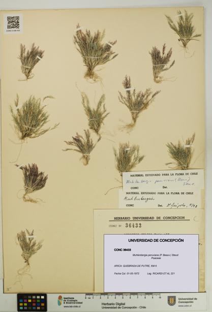 Muhlenbergia peruviana [Espécimen: UDEC:CONC:0036433]