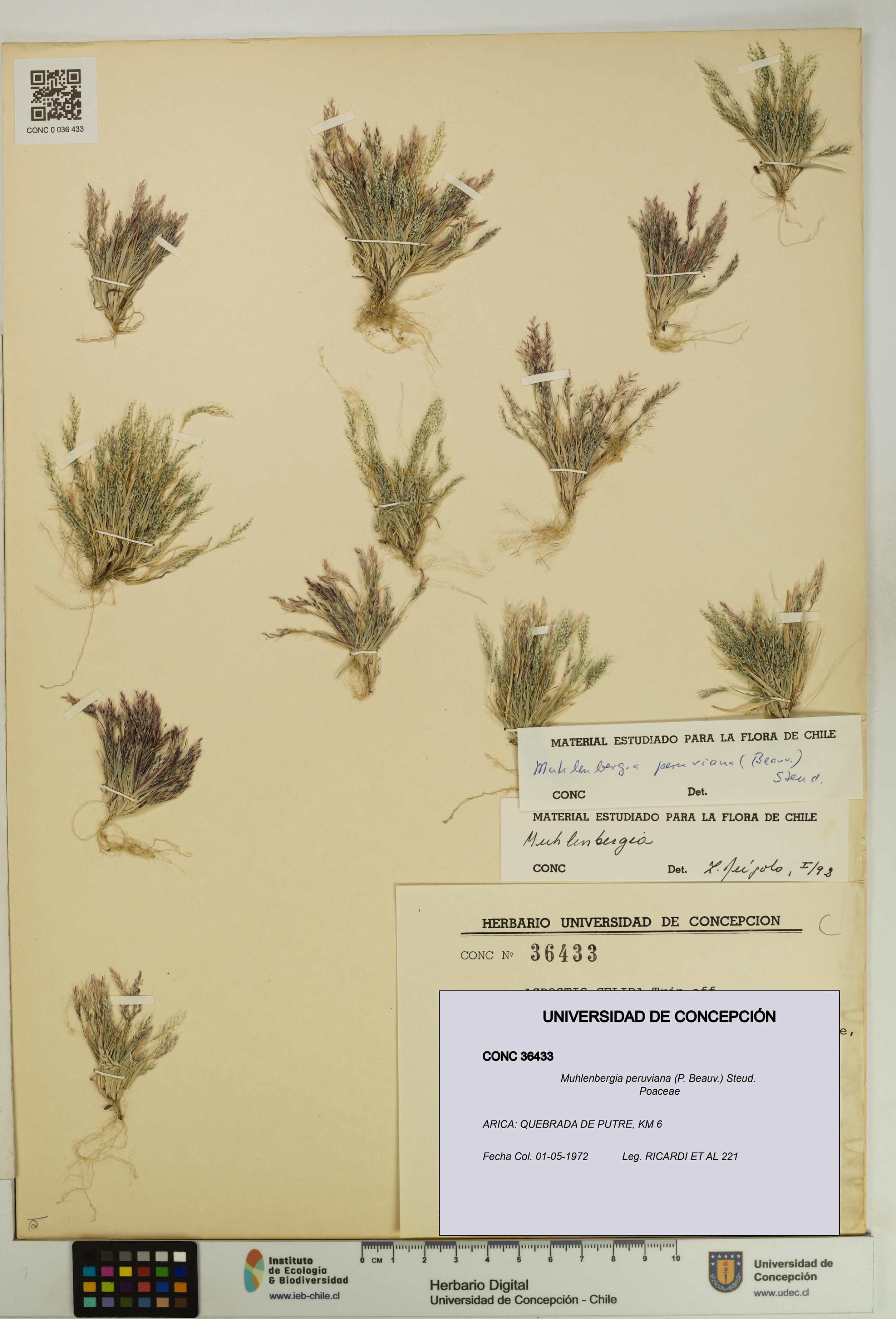 Muhlenbergia peruviana [Espécimen: UDEC:CONC:0036433]