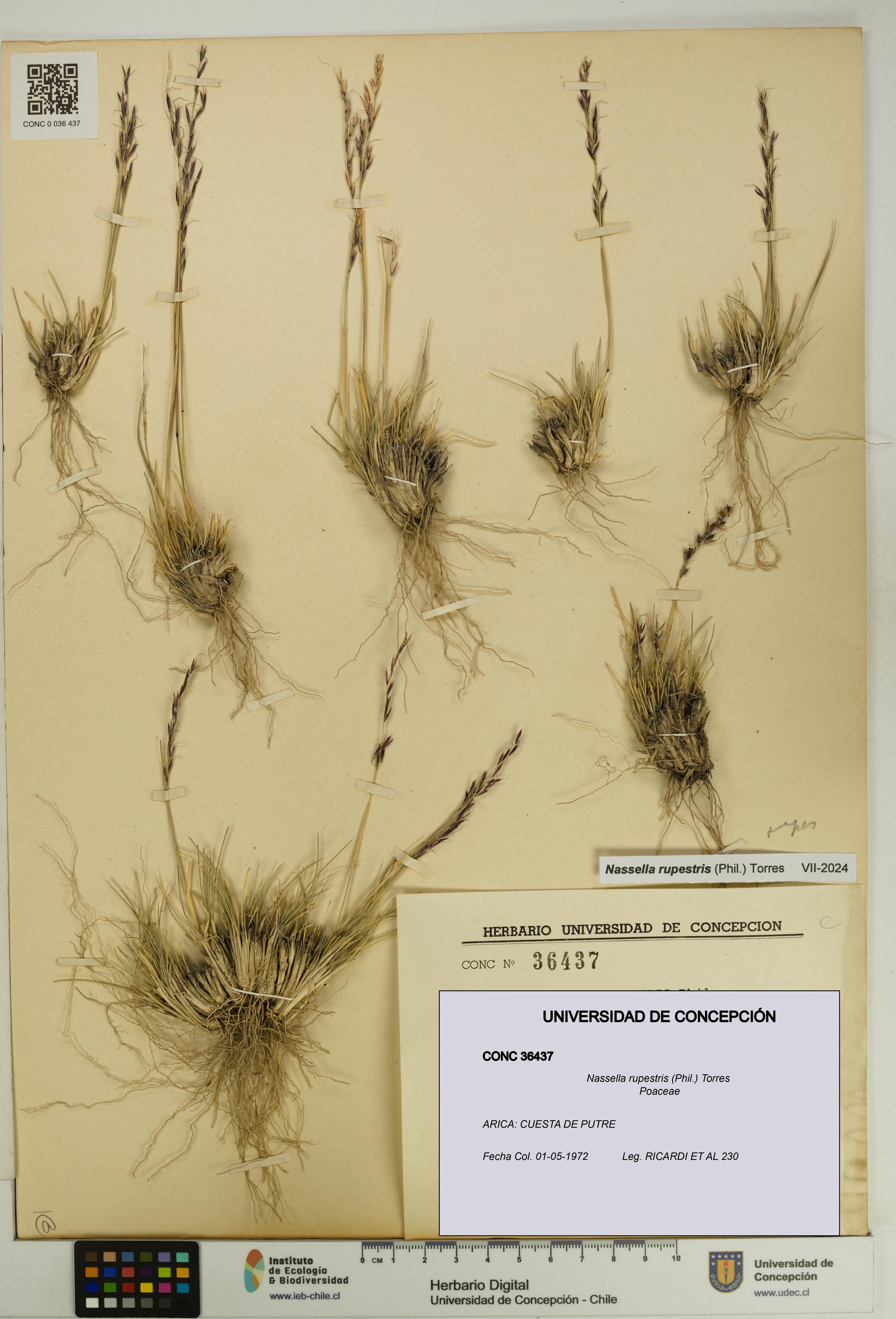 Nassella rupestris [Espécimen: UDEC:CONC:0036437]
