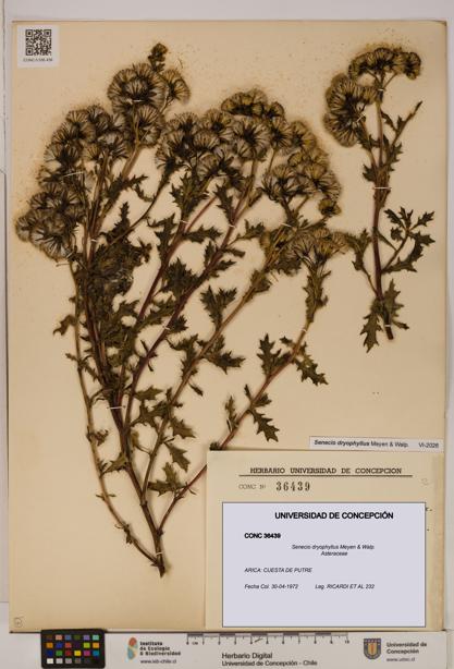 Senecio dryophyllus [Espécimen: UDEC:CONC:0036439]