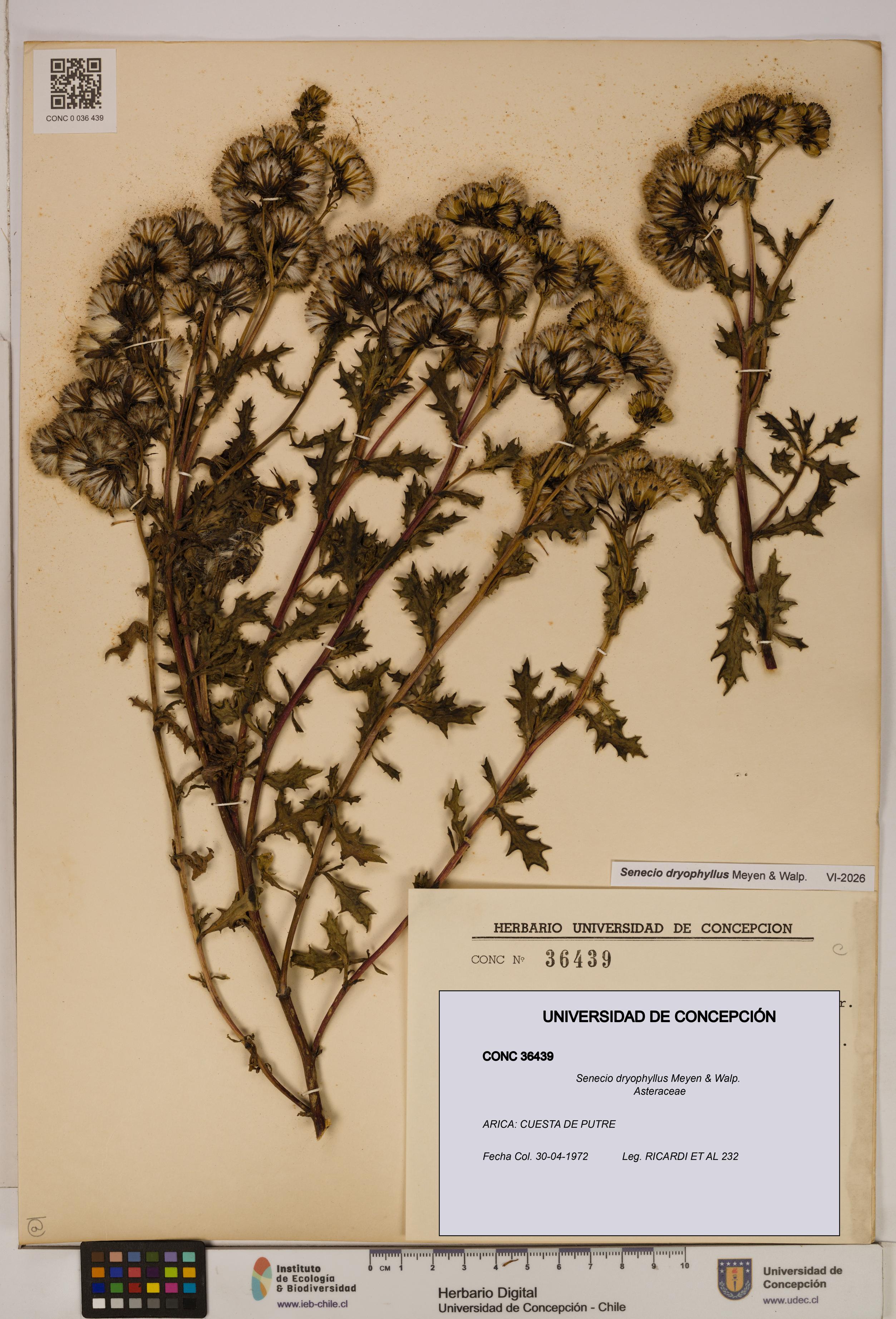 Senecio dryophyllus [Espécimen: UDEC:CONC:0036439]