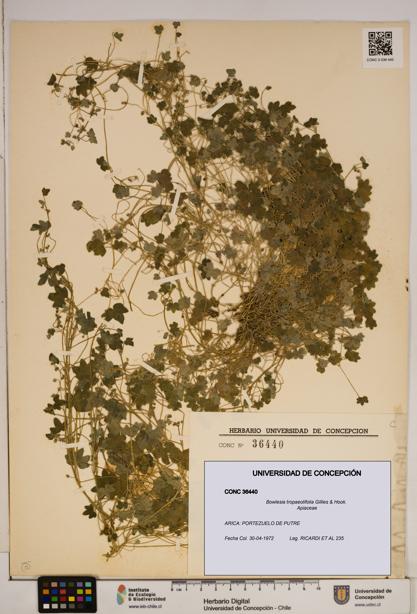 Bowlesia tropaeolifolia [Espécimen: ]