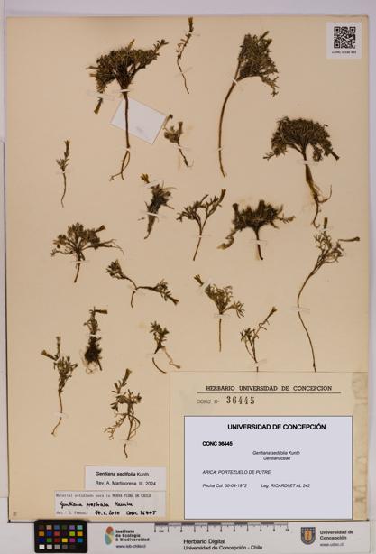 Gentiana sedifolia [Espécimen: UDEC:CONC:0036445]
