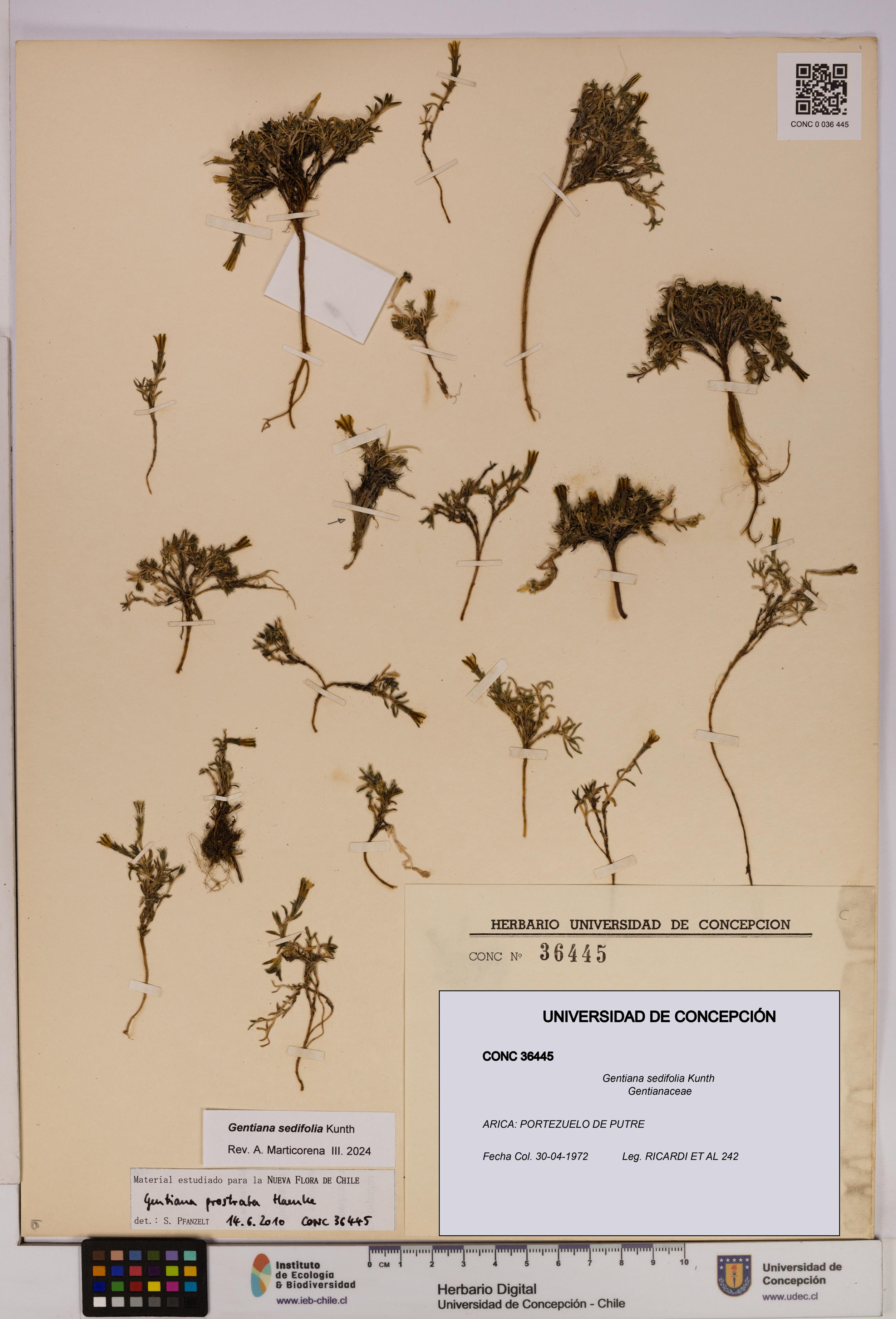 Gentiana sedifolia [Espécimen: UDEC:CONC:0036445]