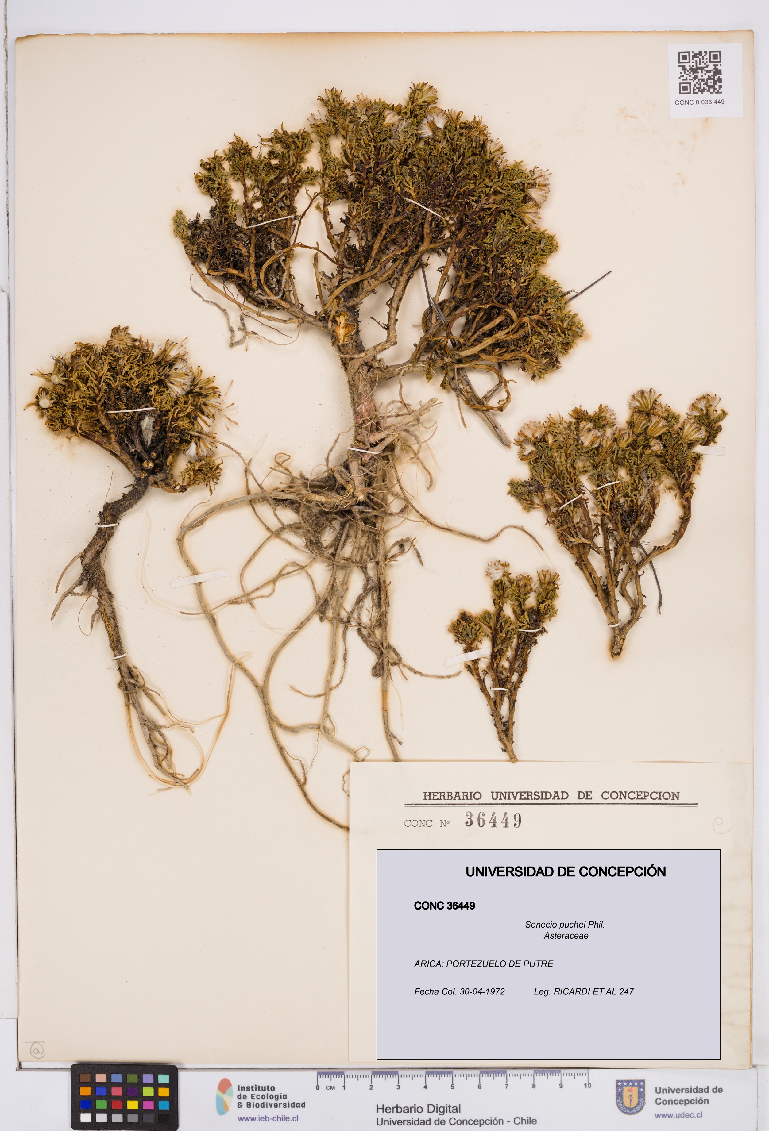 Senecio puchei [Espécimen: ]