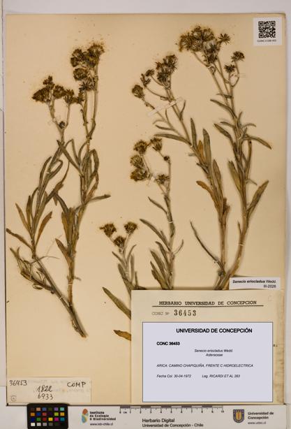 Senecio eriocladus [Espécimen: UDEC:CONC:0036453]