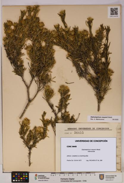 Diplostephium meyenii [Espécimen: UDEC:CONC:0036455]
