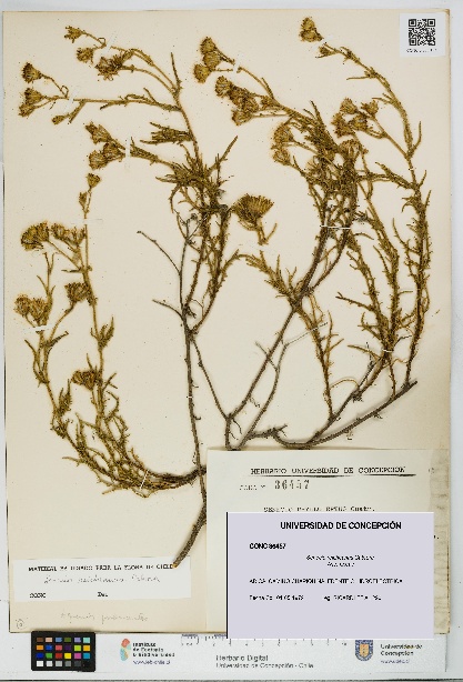 Senecio reicheanus [Espécimen: UDEC:CONC:0036457]