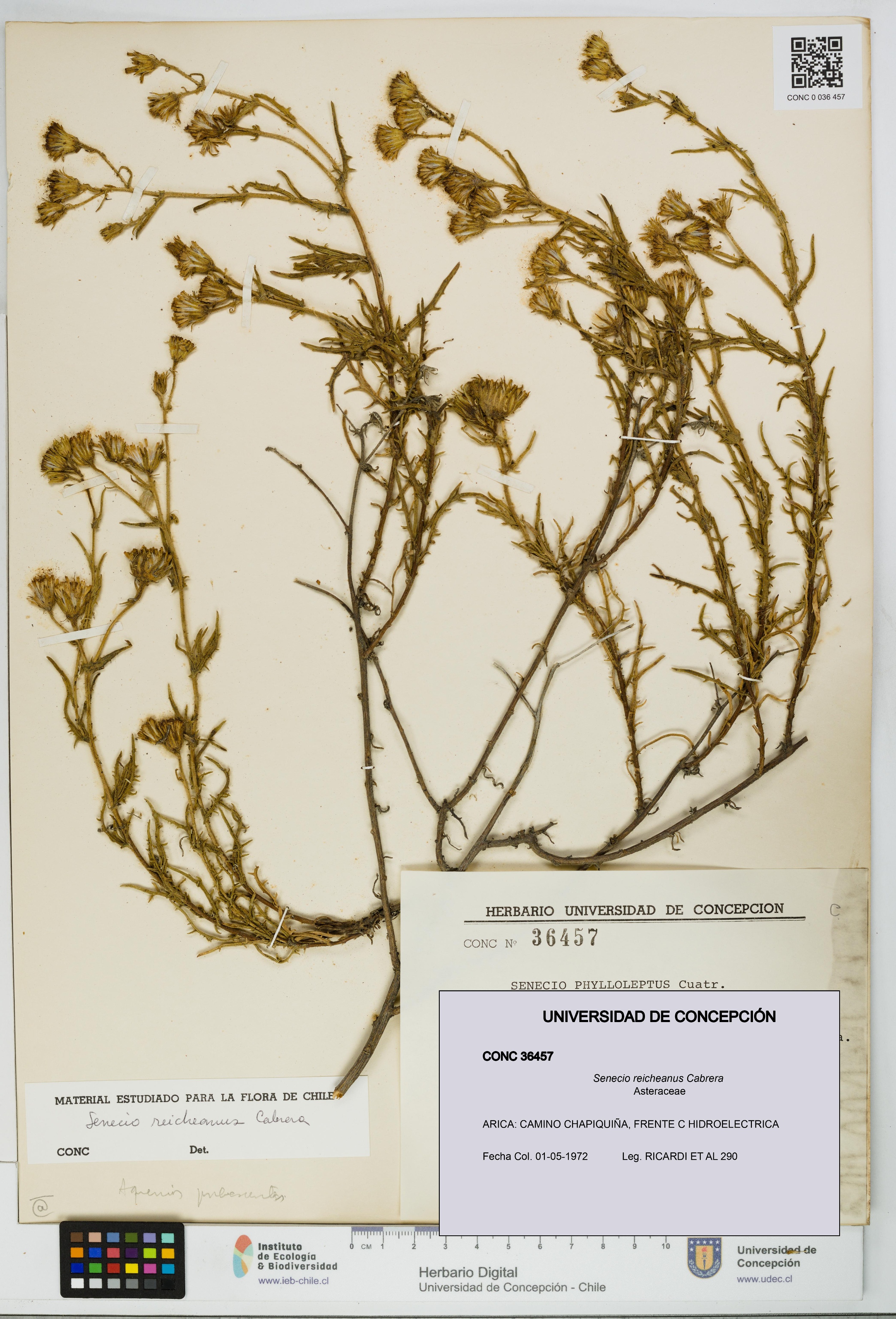 Senecio reicheanus [Espécimen: UDEC:CONC:0036457]