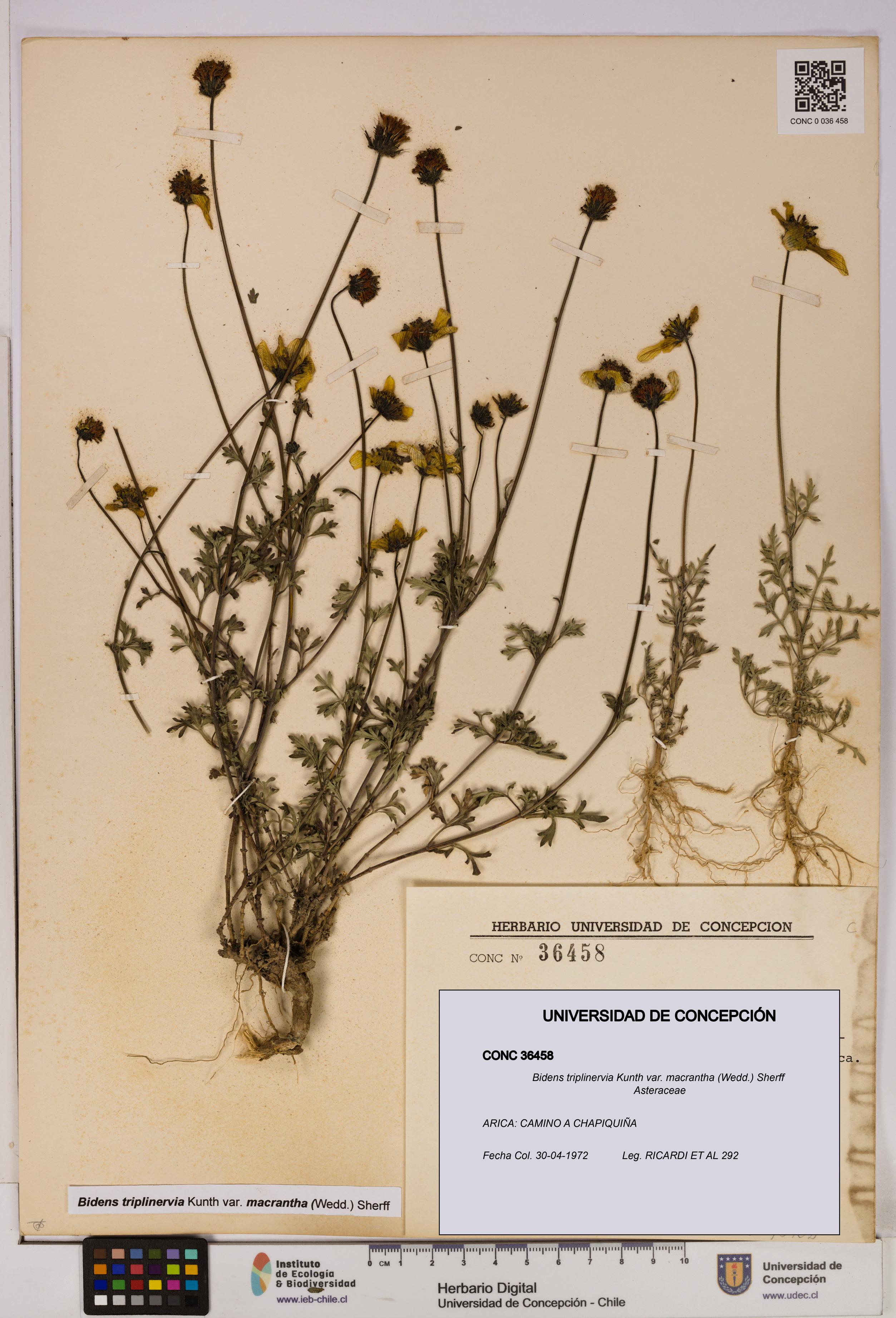 Bidens triplinervia [Espécimen: UDEC:CONC:0036458]