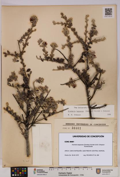 Krameria lappacea [Espécimen: UDEC:CONC:0036461]