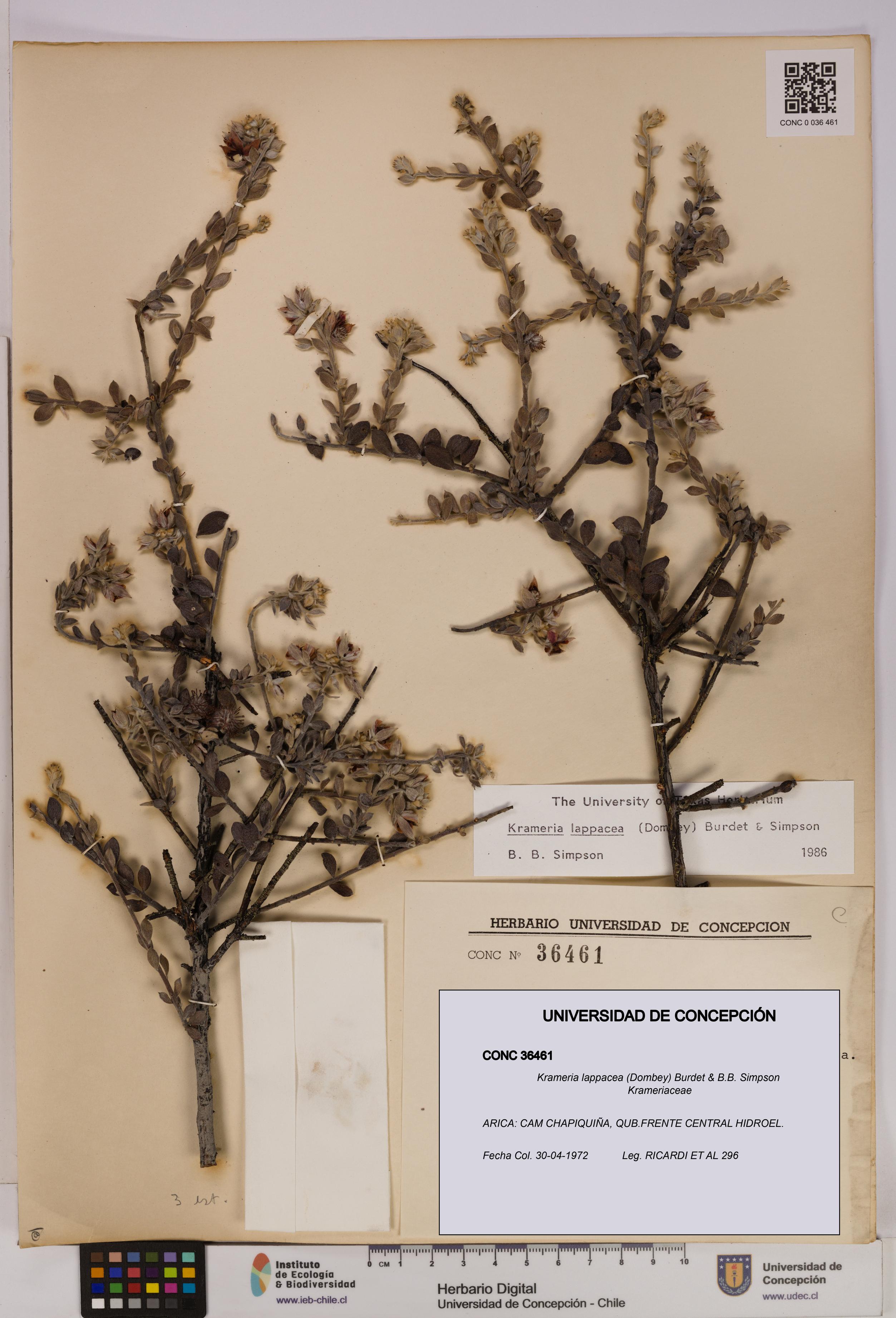 Krameria lappacea [Espécimen: UDEC:CONC:0036461]