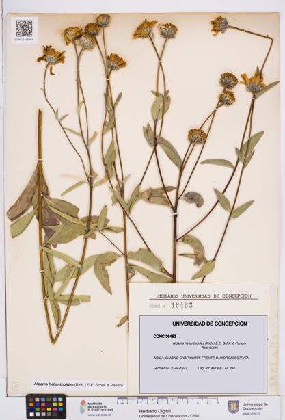 Aldama helianthoides [Espécimen: ]