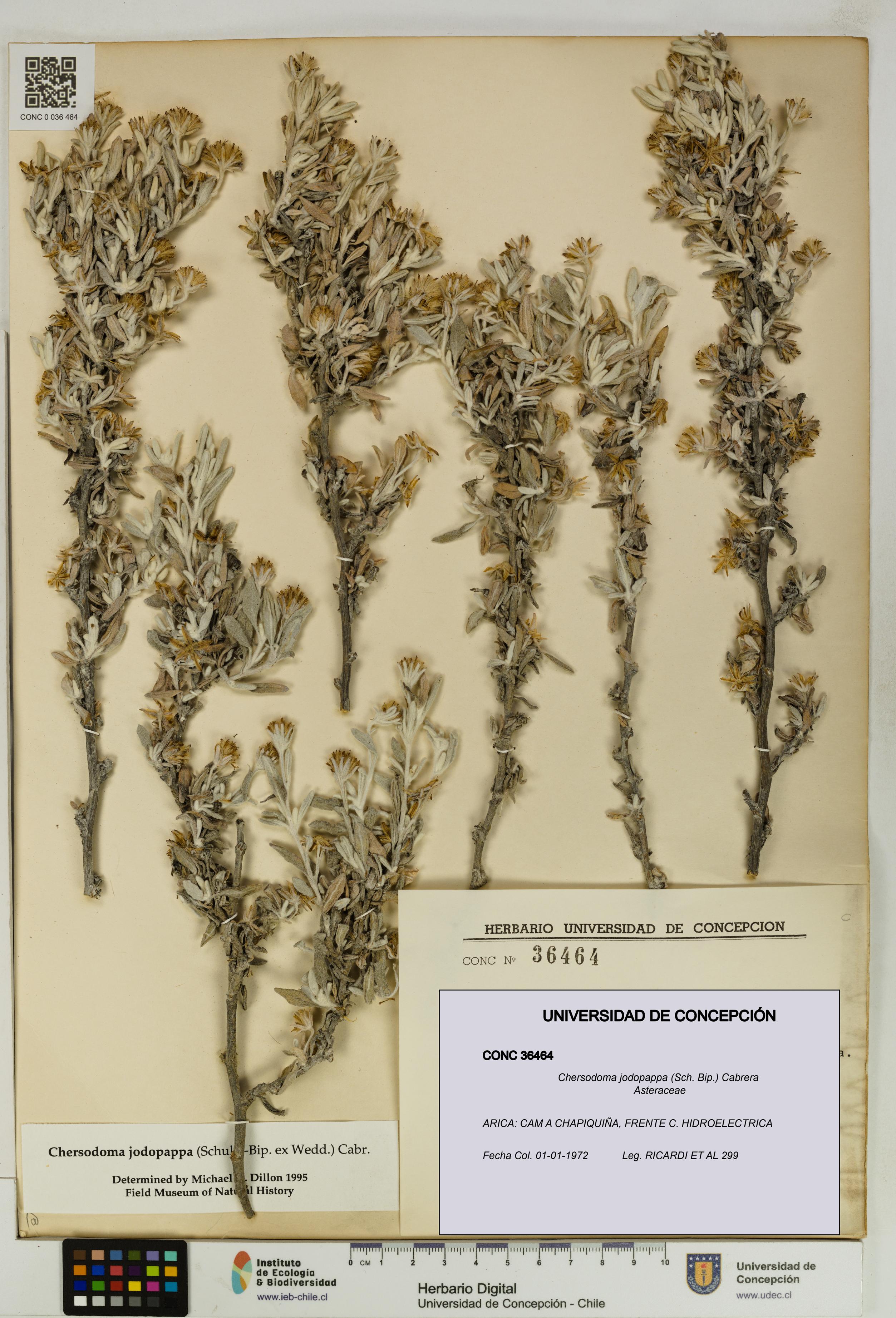 Chersodoma jodopappa [Espécimen: UDEC:CONC:0036464]