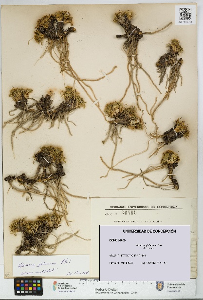 Werneria glaberrima [Espécimen: UDEC:CONC:0036465]