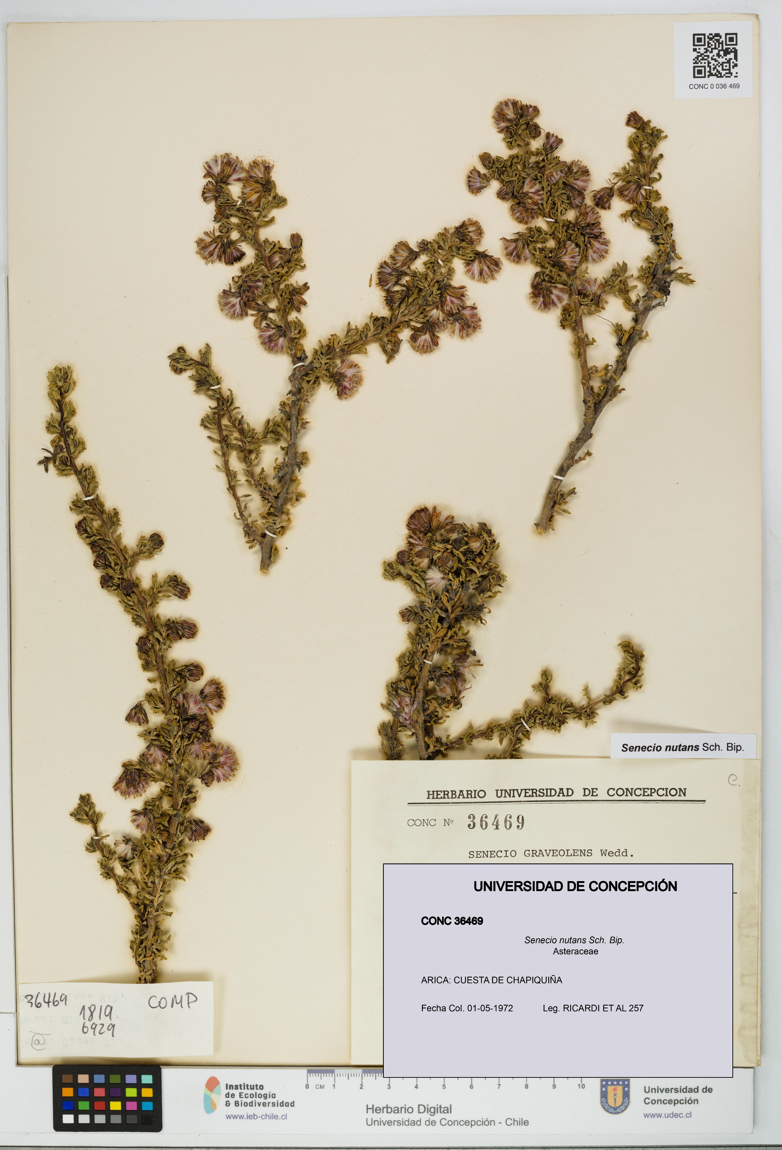 Senecio nutans [Espécimen: UDEC:CONC:0036469]