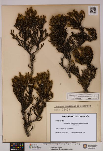 Parastrephia quadrangularis [Espécimen: UDEC:CONC:0036470]