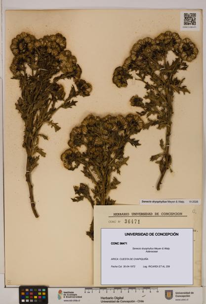 Senecio dryophyllus [Espécimen: UDEC:CONC:0036471]
