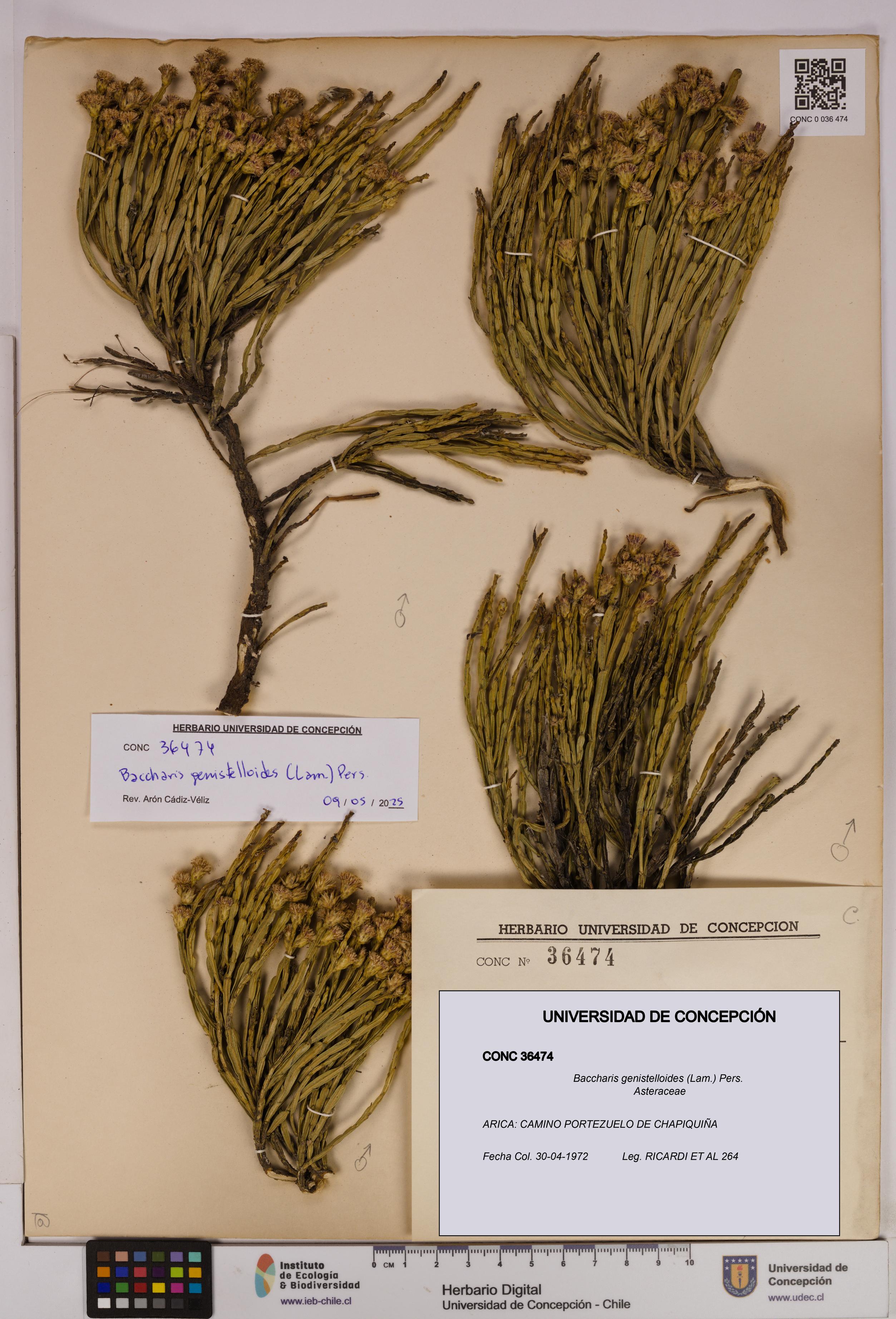 Baccharis genistelloides [Espécimen: UDEC:CONC:0036474]