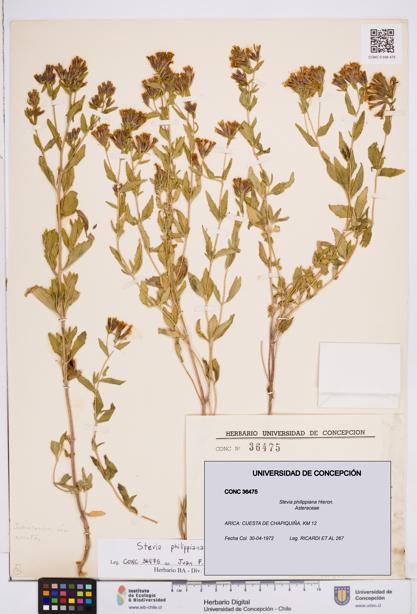 Stevia philippiana [Espécimen: ]