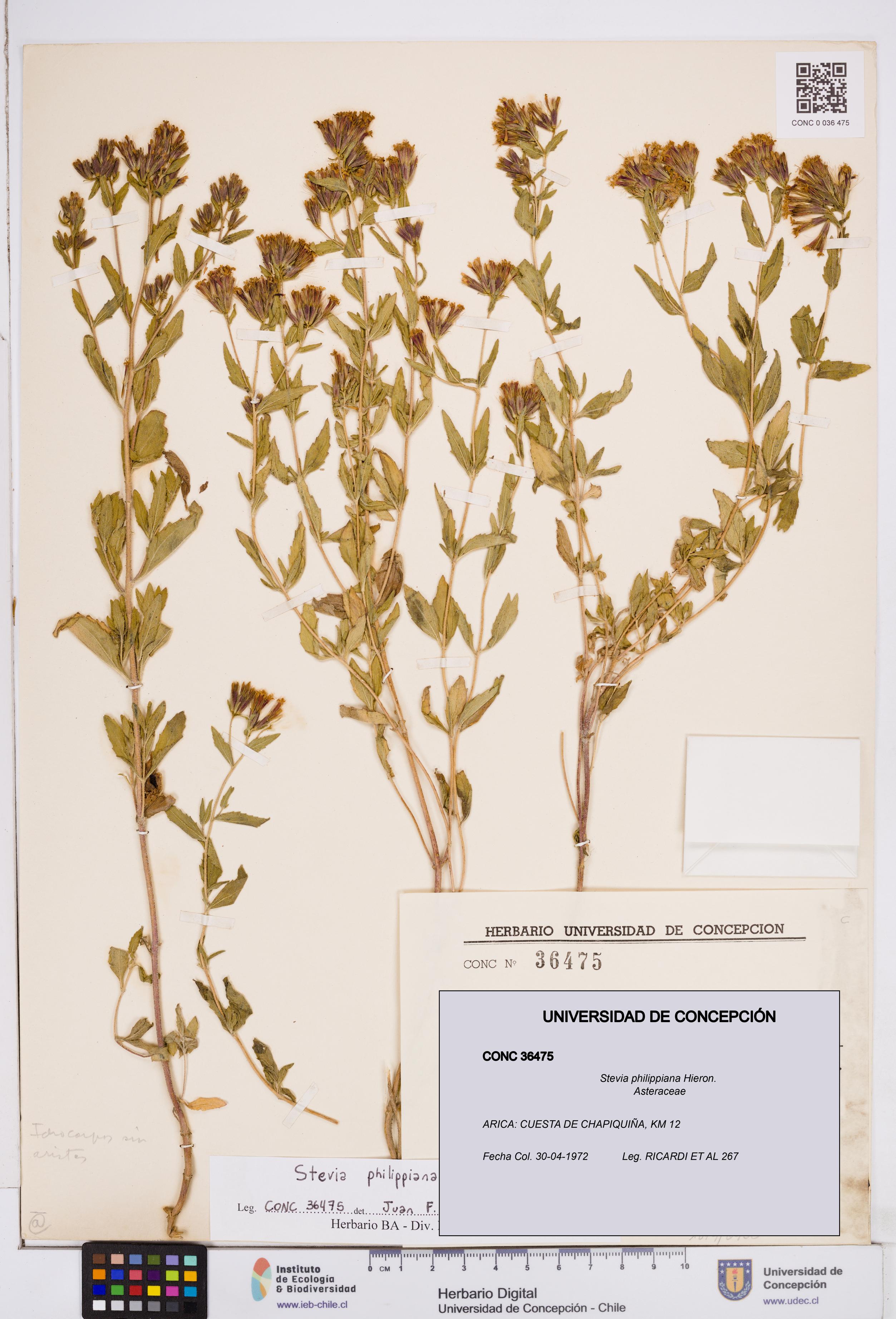 Stevia philippiana [Espécimen: ]