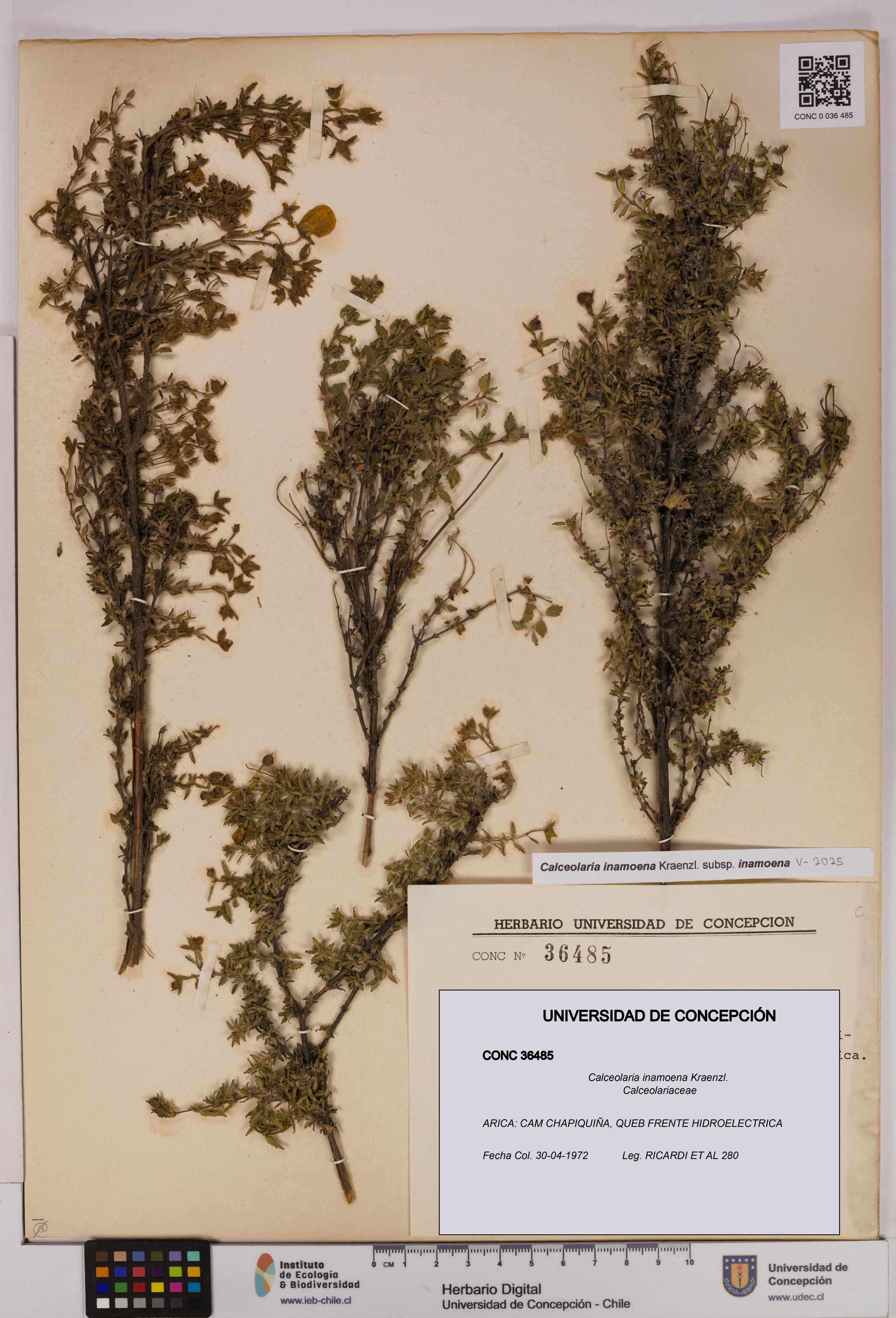 Calceolaria inamoena [Espécimen: UDEC:CONC:0036485]
