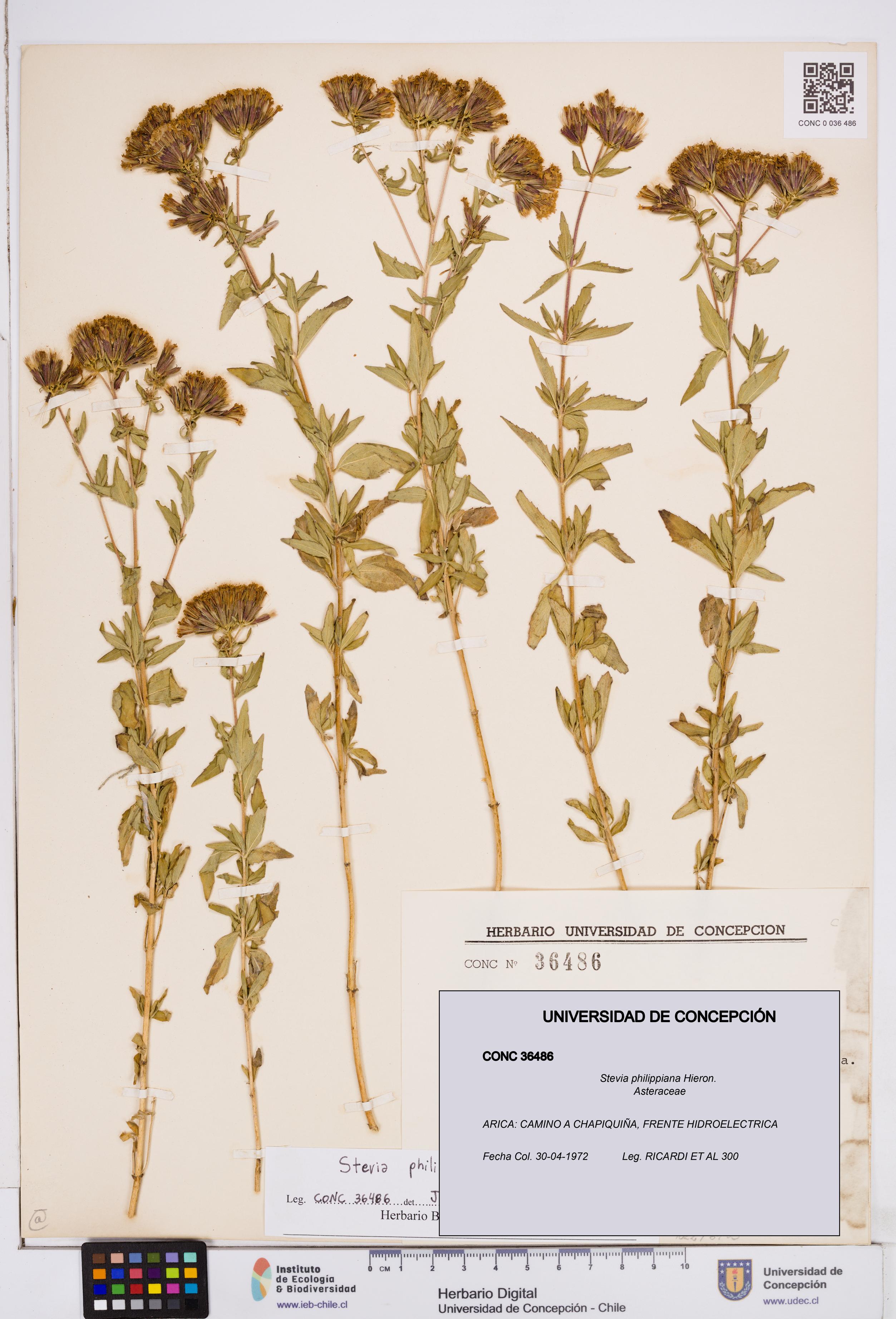 Stevia philippiana [Espécimen: ]