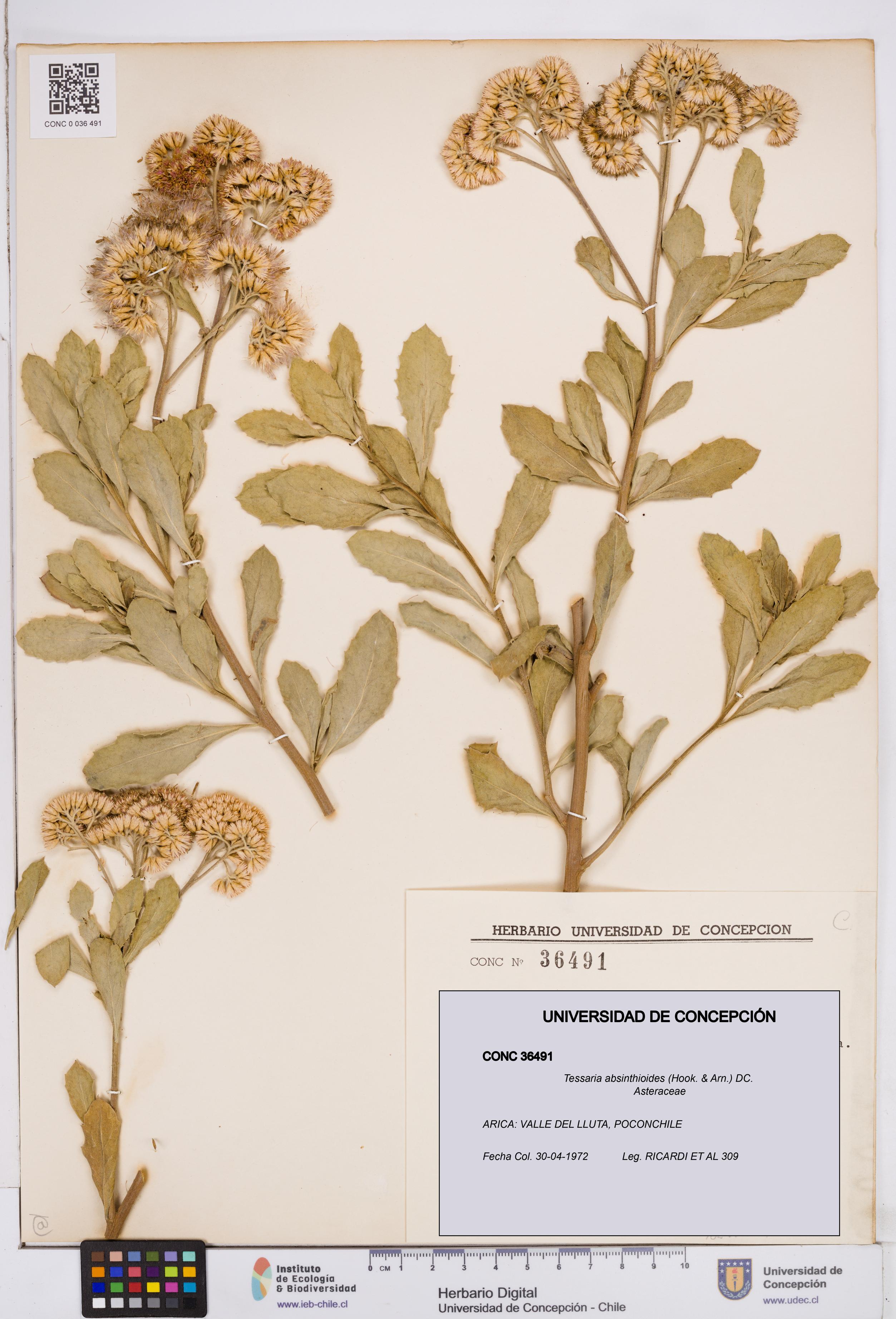 Tessaria absinthioides [Espécimen: ]