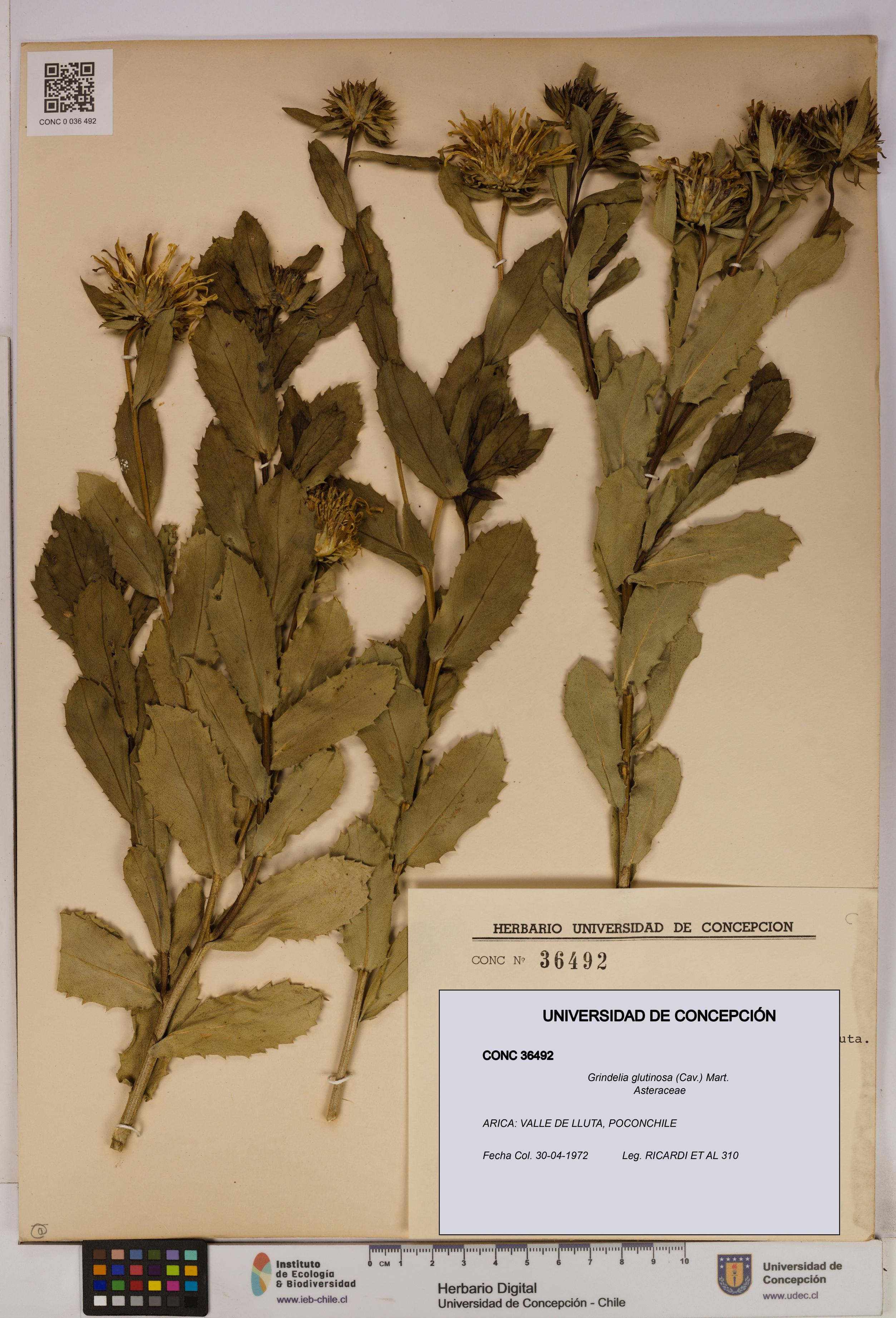 Grindelia glutinosa [Espécimen: UDEC:CONC:0036492]