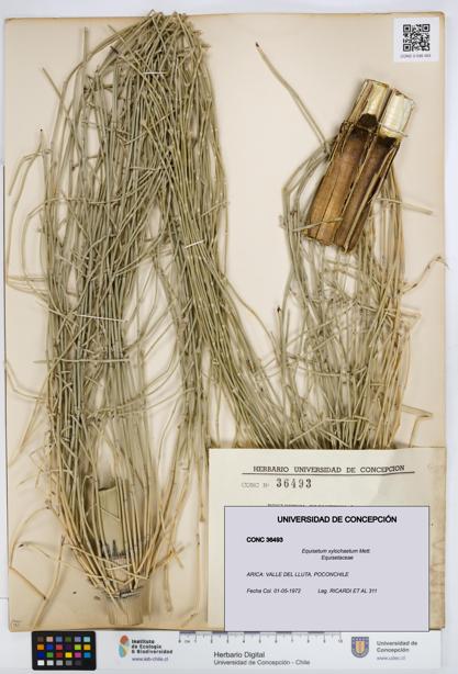 Equisetum xylochaetum [Espécimen: UDEC:CONC:0036493]