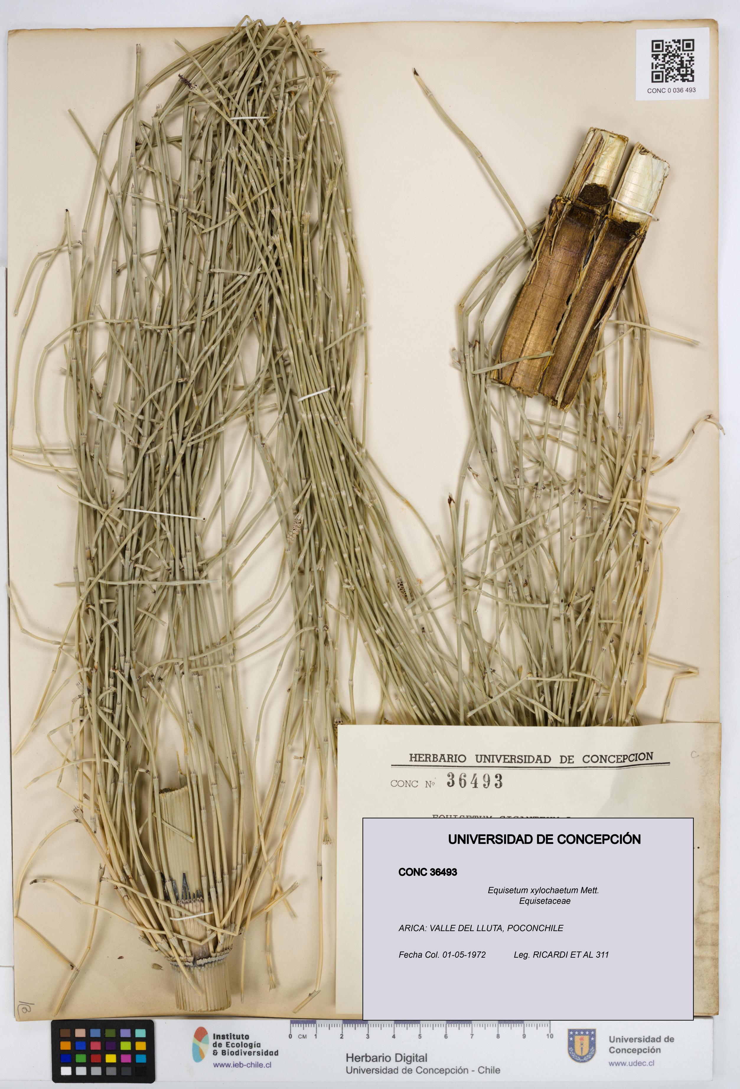 Equisetum xylochaetum [Espécimen: UDEC:CONC:0036493]