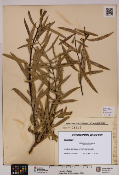 Haplorhus peruviana [Espécimen: UDEC:CONC:0036497]