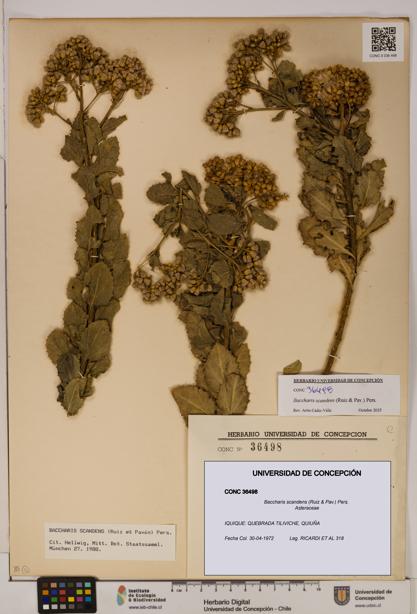 Baccharis scandens [Espécimen: UDEC:CONC:0036498]