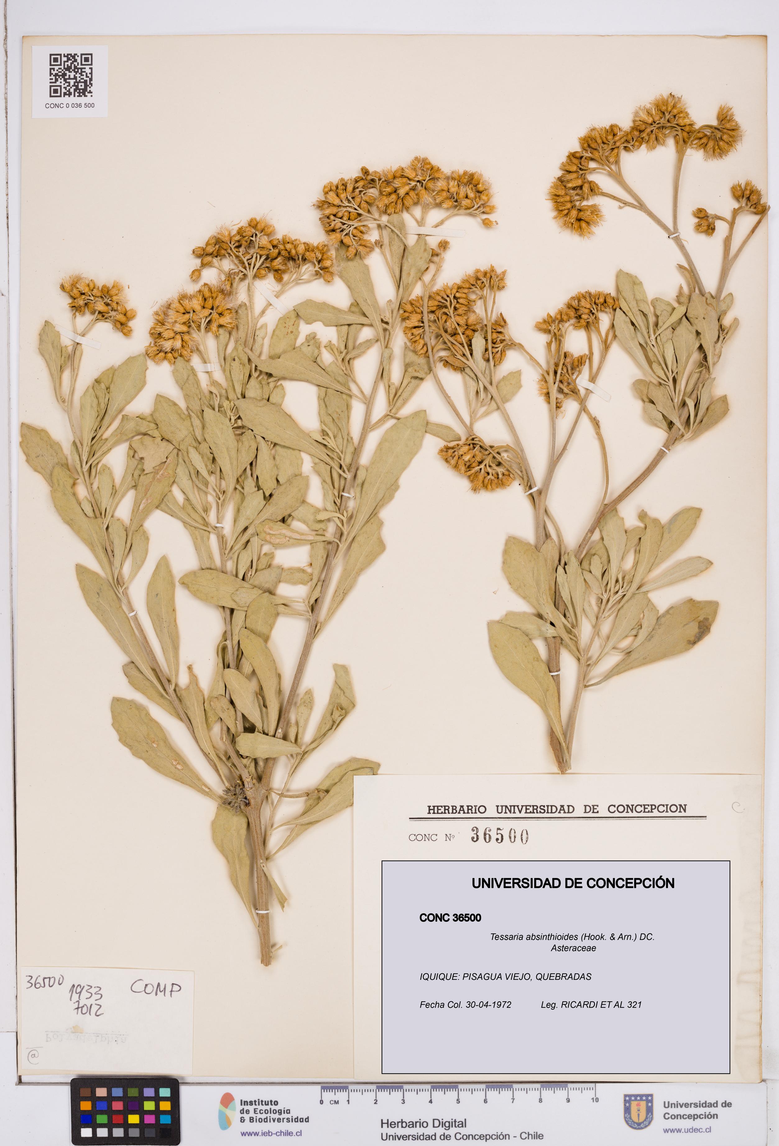 Tessaria absinthioides [Espécimen: ]