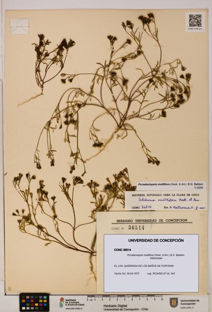 Picradeniopsis multiflora [Espécimen: ]