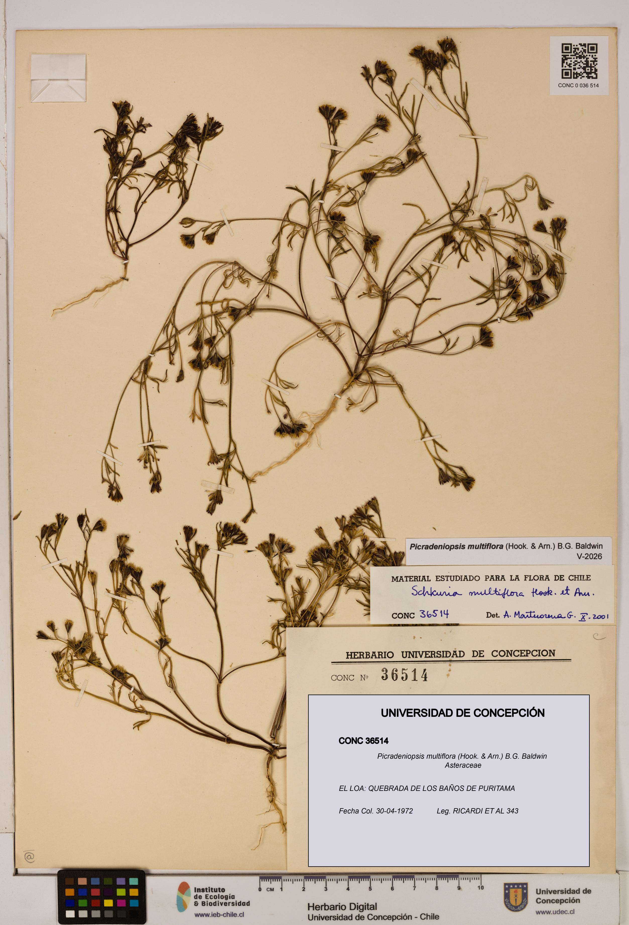 Picradeniopsis multiflora [Espécimen: ]