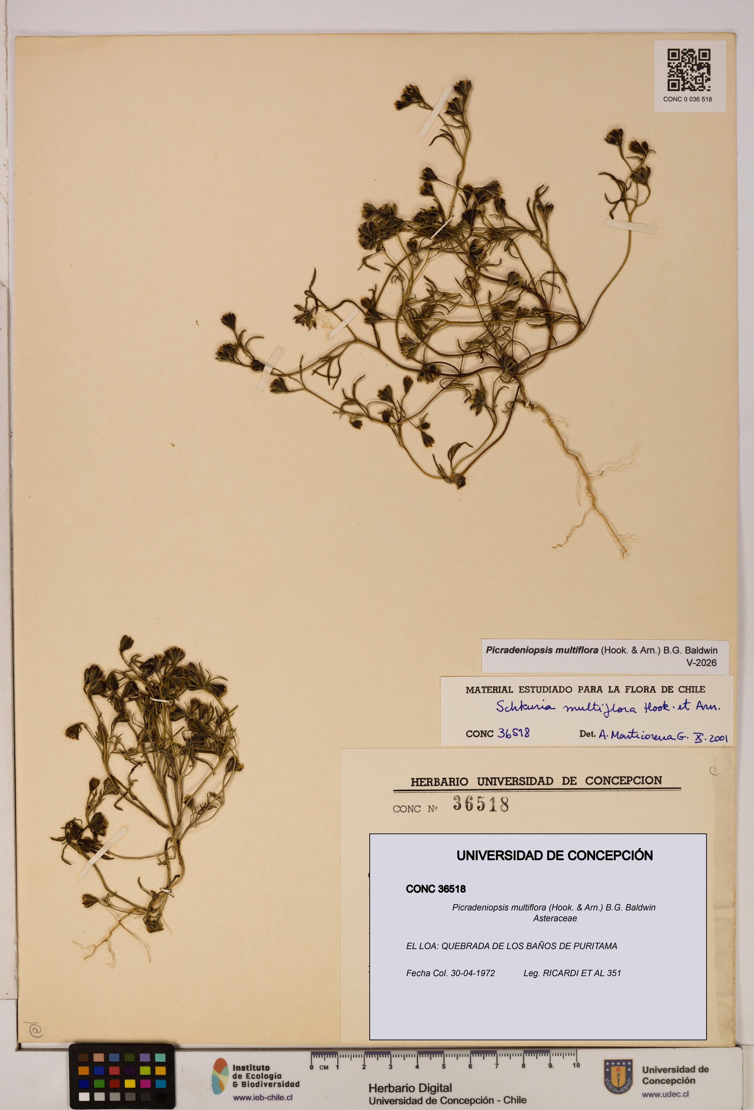 Picradeniopsis multiflora [Espécimen: ]