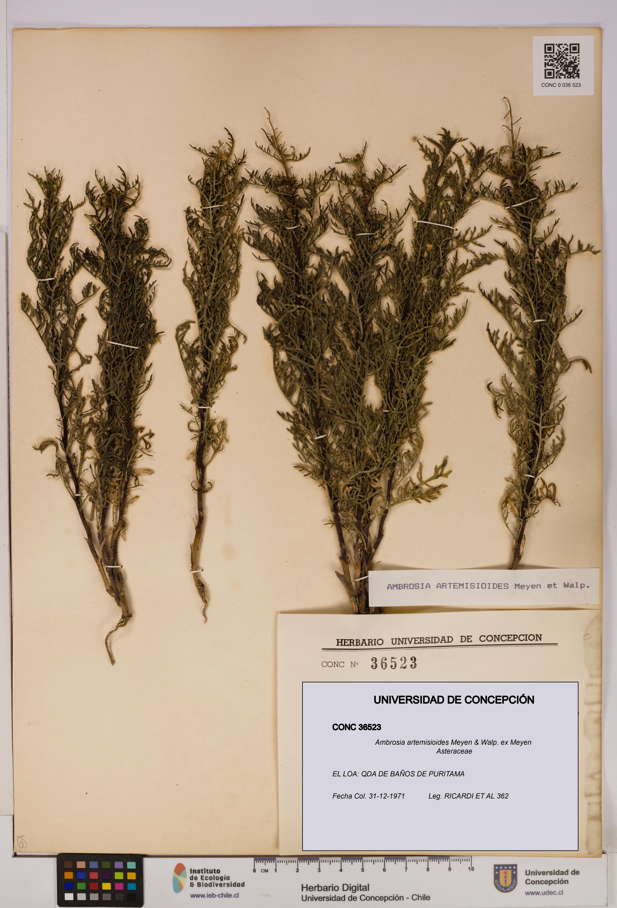 Ambrosia artemisioides [Espécimen: UDEC:CONC:0036523]