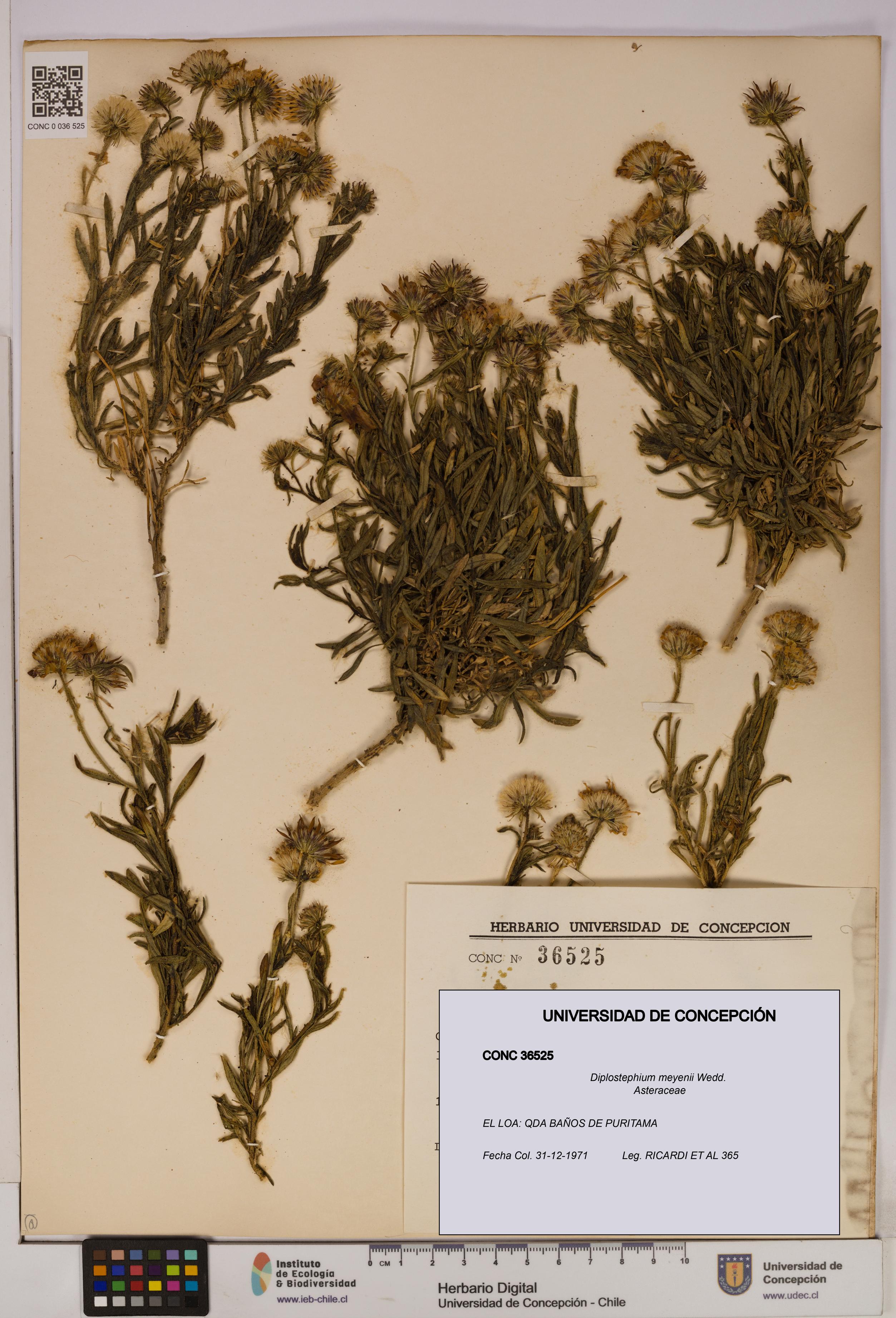 Diplostephium meyenii [Espécimen: UDEC:CONC:0036525]