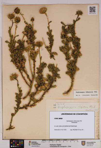Haplopappus villanuevae [Espécimen: UDEC:CONC:0036528]